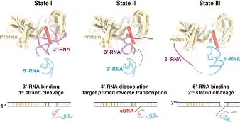 SHR逆转BRO,Upset绝境逆转 SHR逆转BRO,Upset绝境逆转
